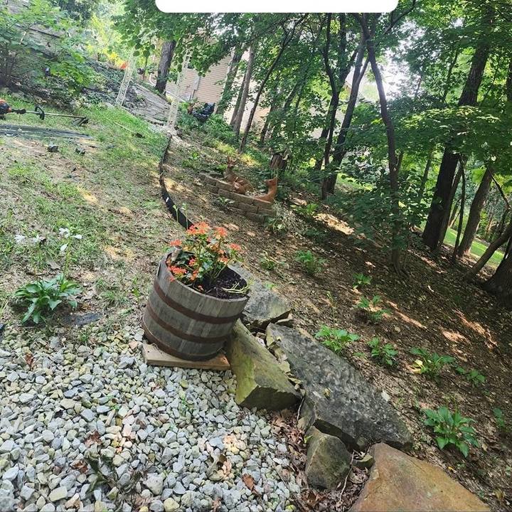Overgrown hillside garden before cleanup
