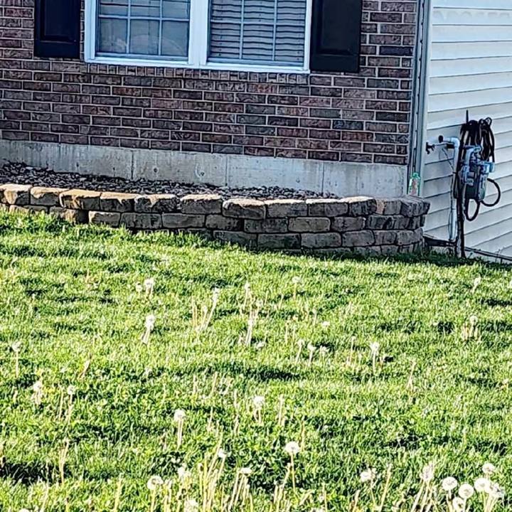 Weedy lawn with dandelions in front of a brick home